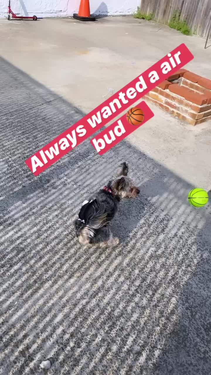 @GucciAndMiMiTheGreatYorkies
