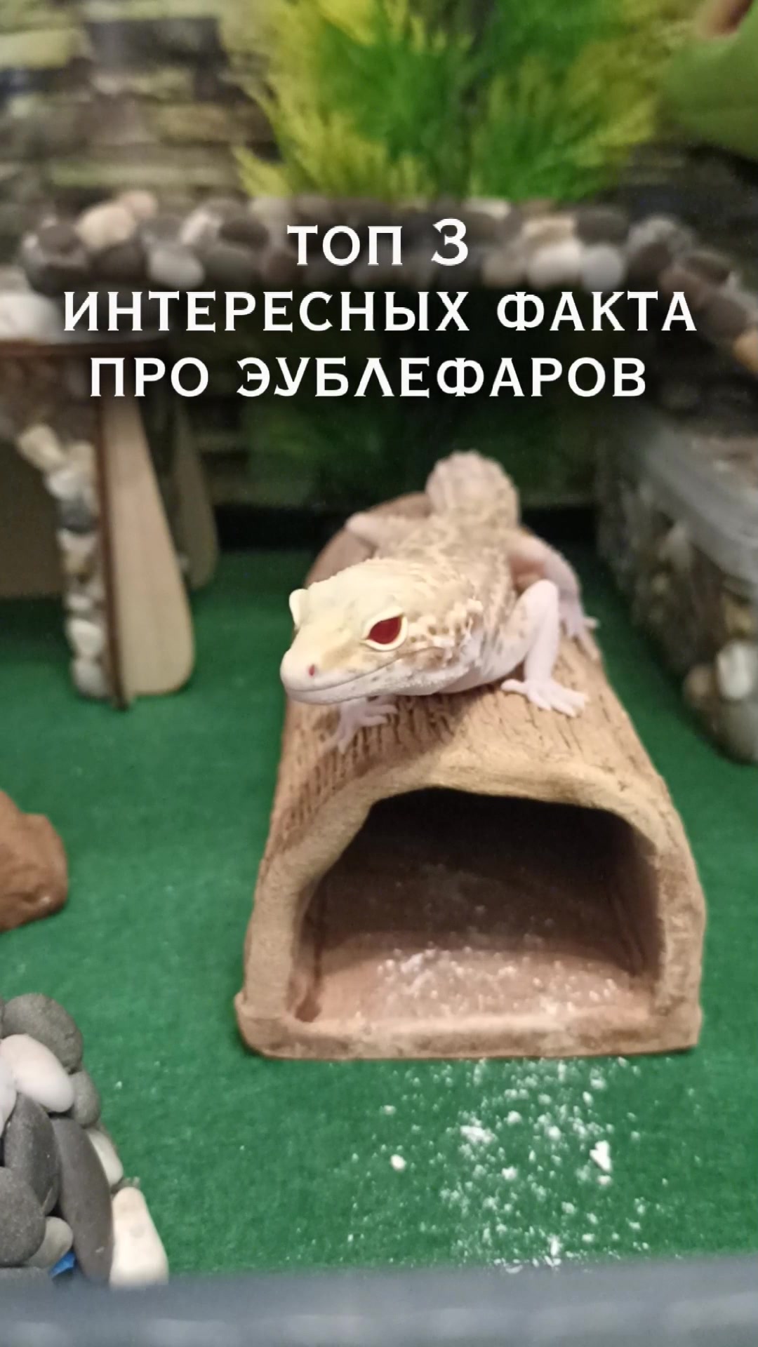 @Эублефар Мия💗