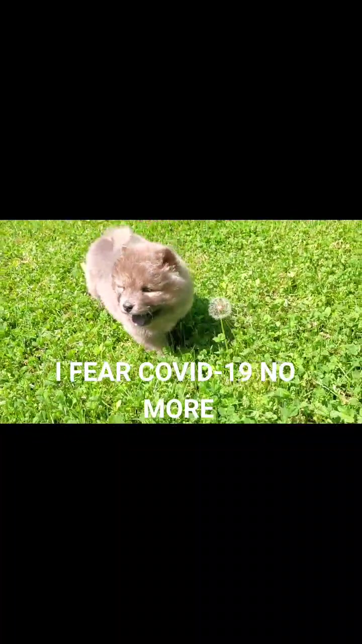 @chowsandpals
