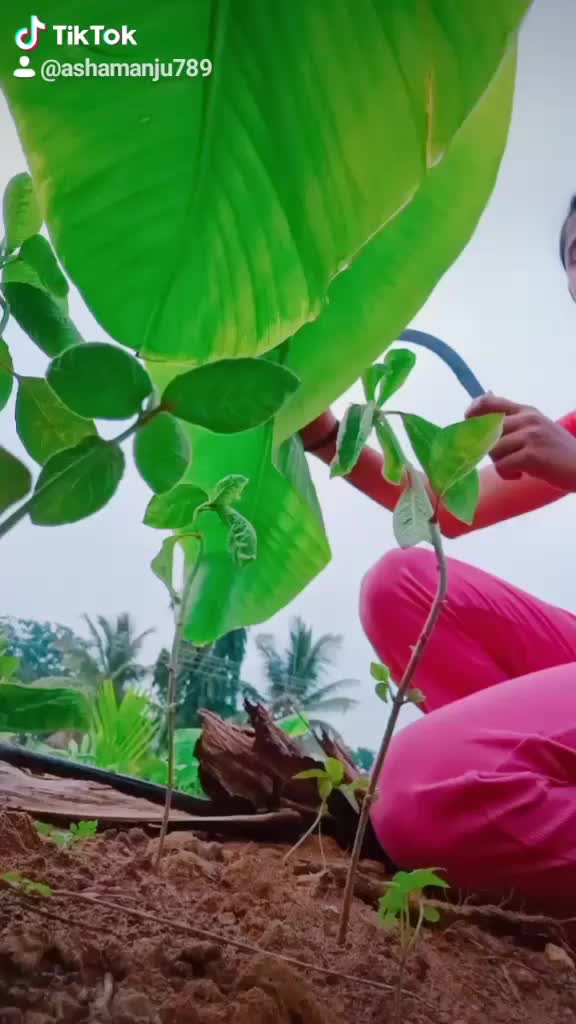 @🌴ರಾಣಿಗಿರಿ ರೈತ 🌴