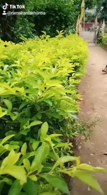 @Subhan Khuntia