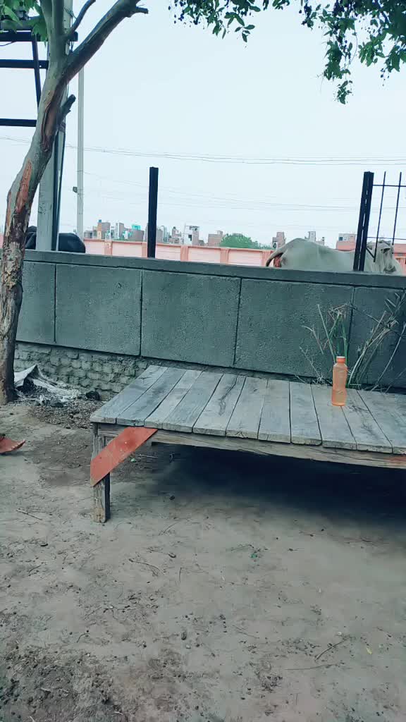 @nagma801
