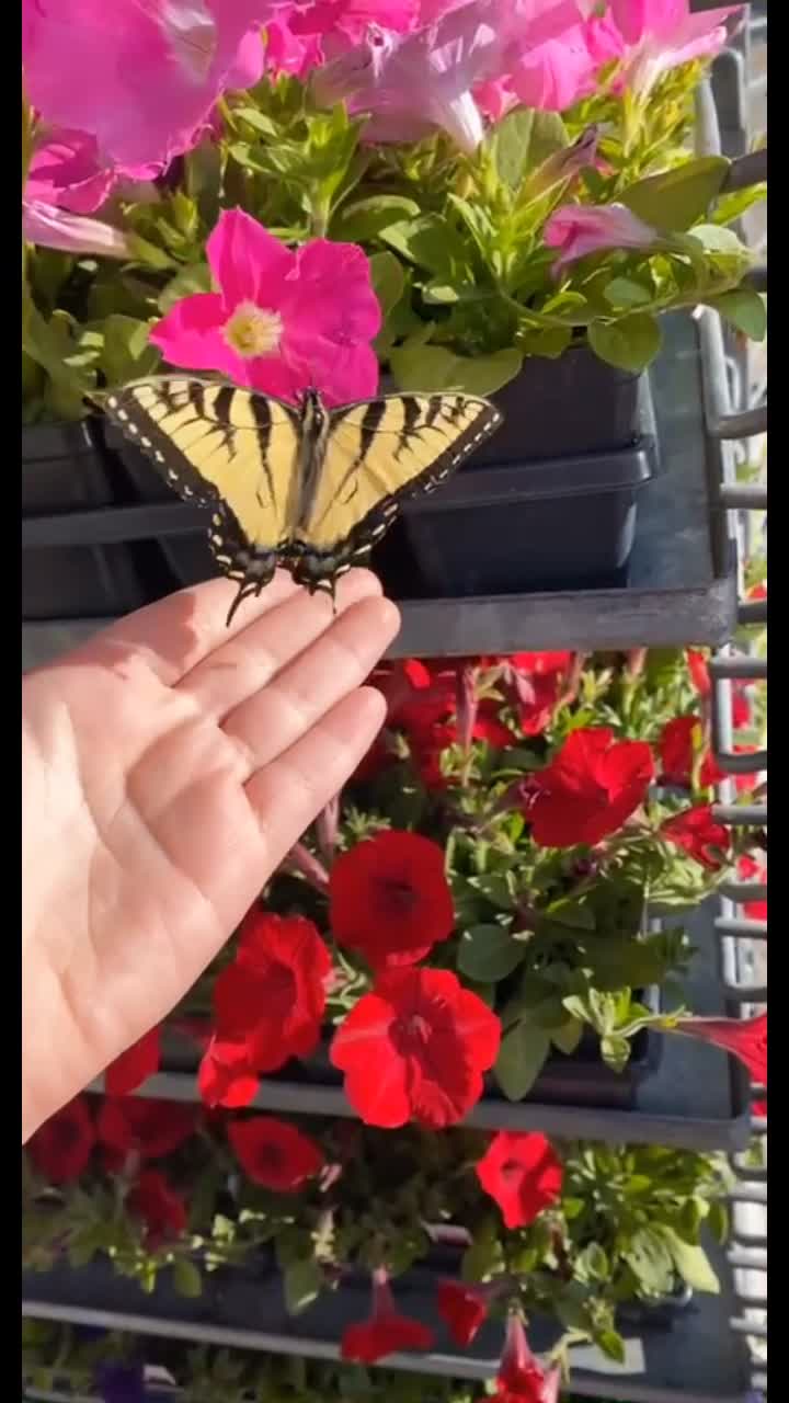 @Angel 😇