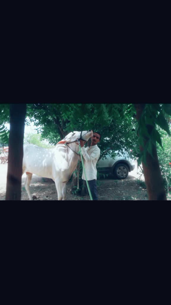 @bailgada sharyat