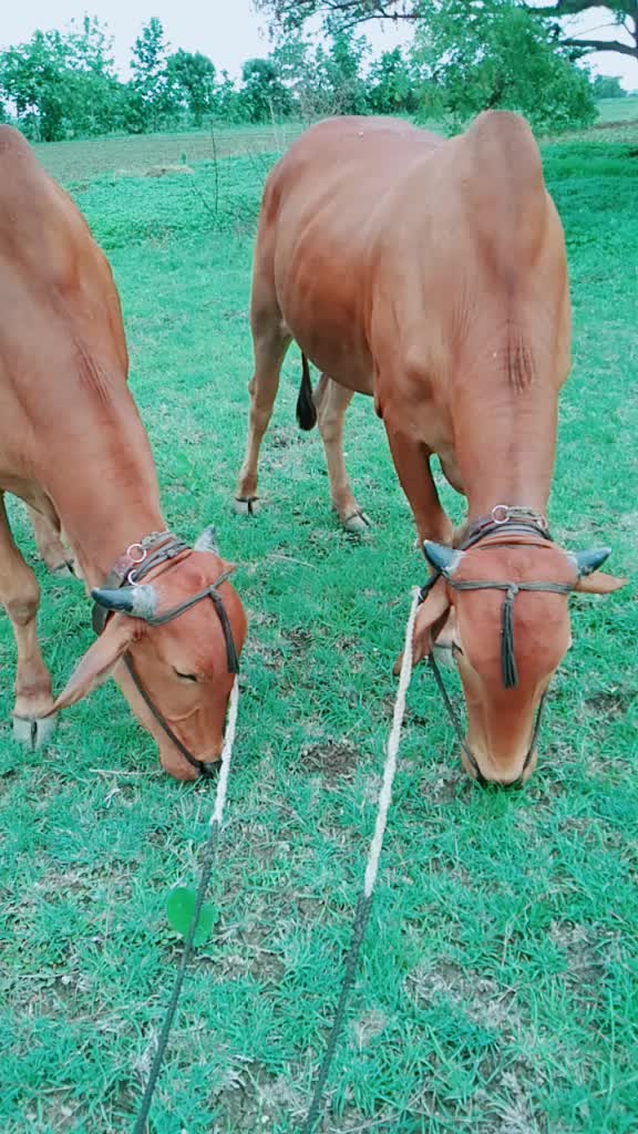 @भागवत आढाव