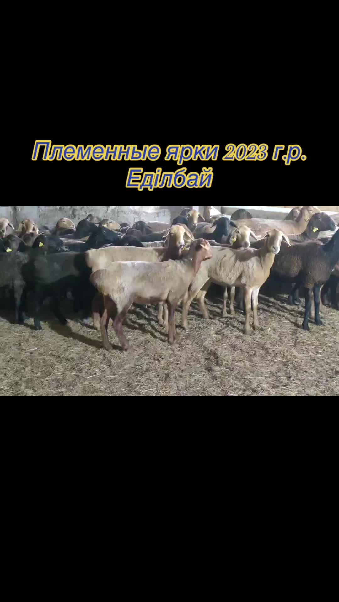 @QAZAQ_QOY
