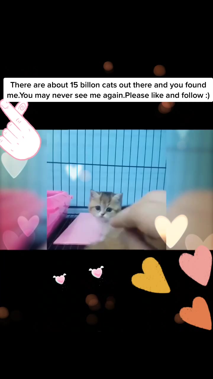 @Pet loverr