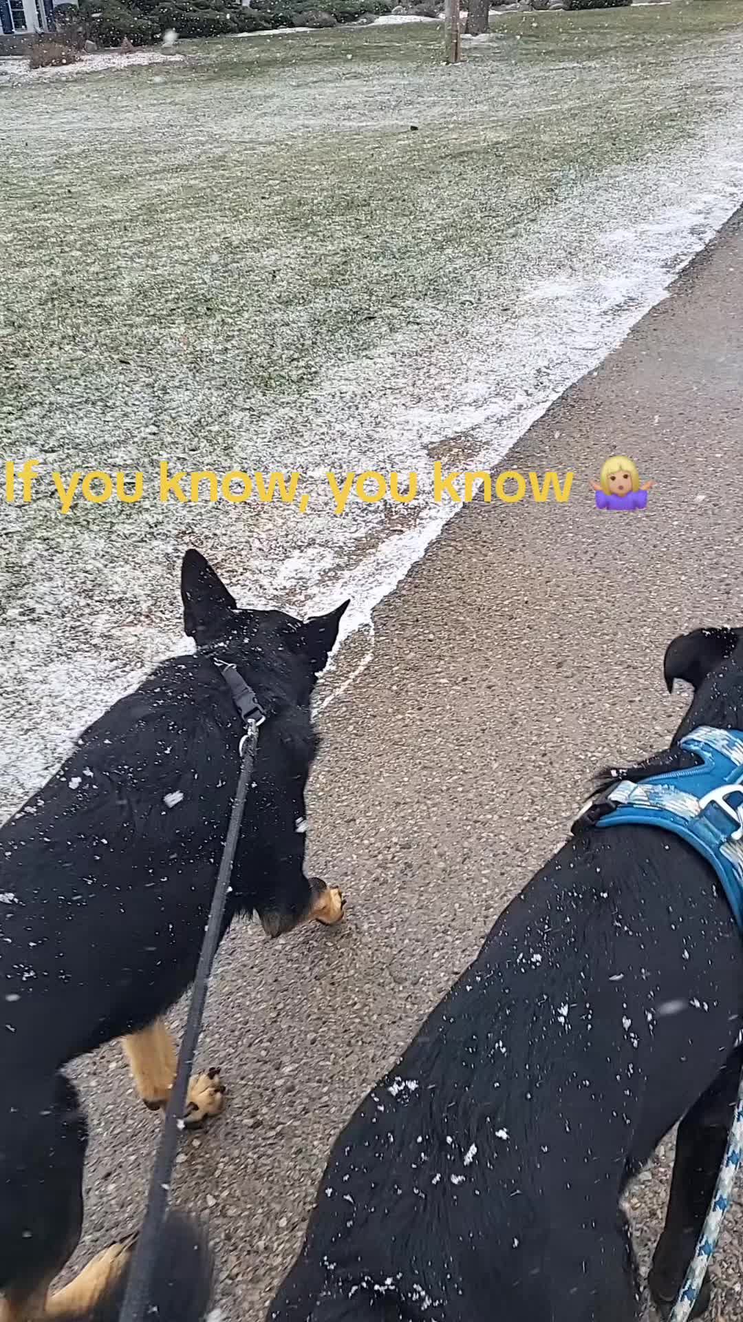 @WestEndDogWalking🐕🚶♀️