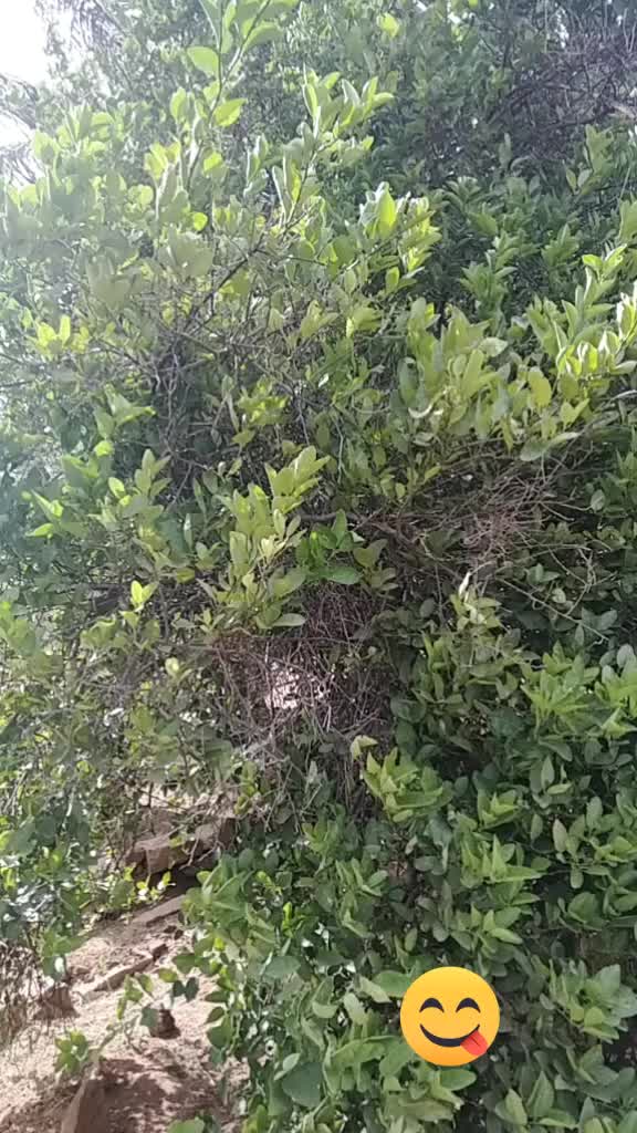 @dhikshit