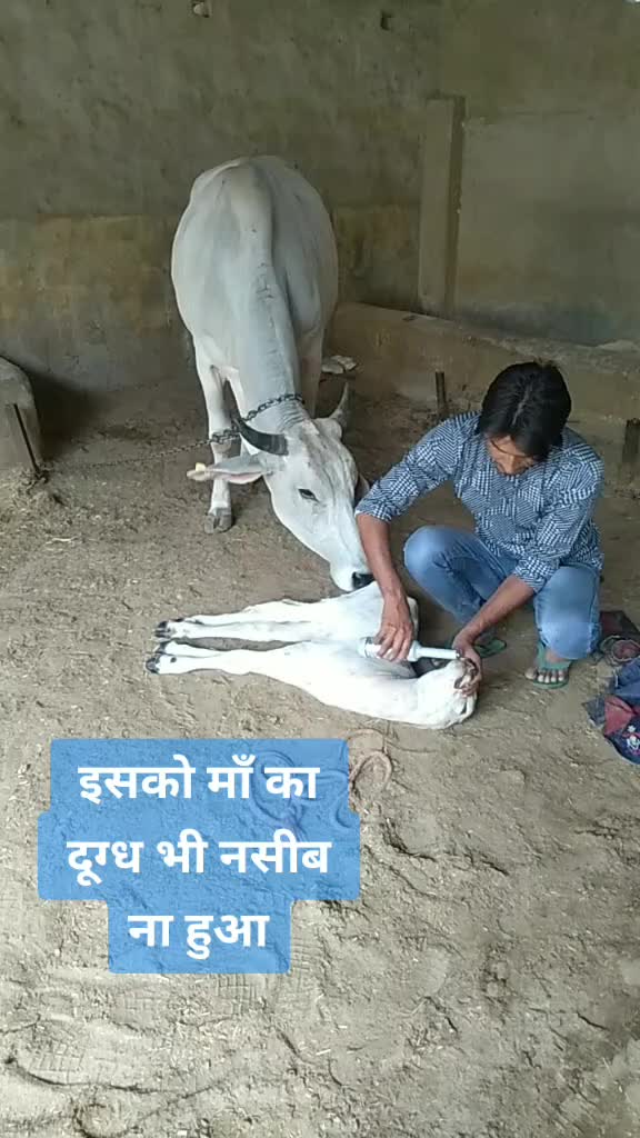 @sainiajeet390