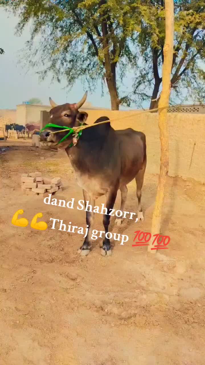 @Mahr Fakhar,Thiraj