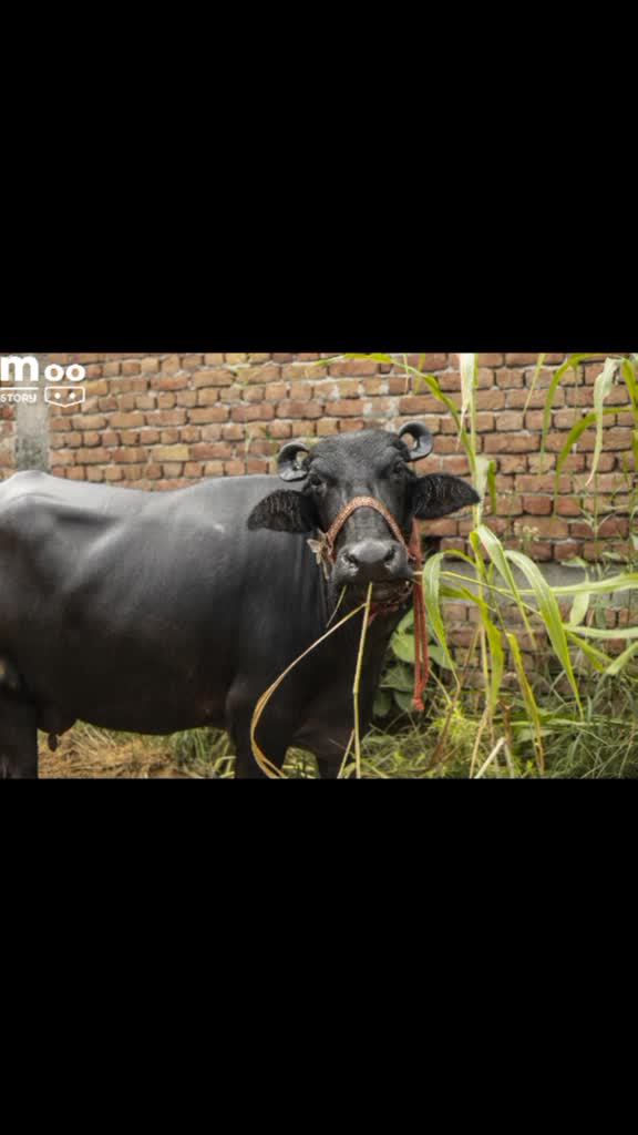 @Moostory