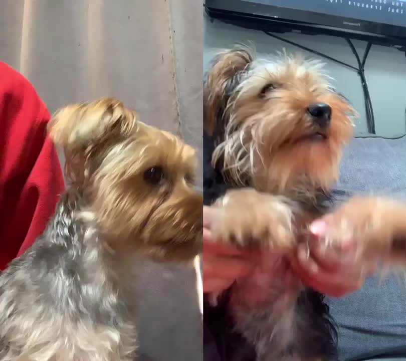 @tedtheyorkie