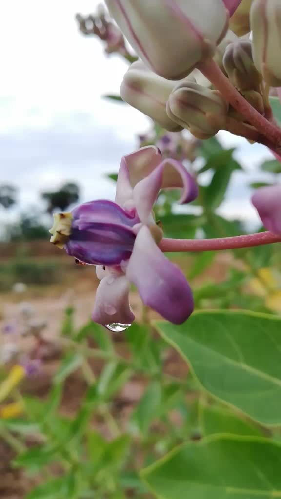 @R.saran agriculture
