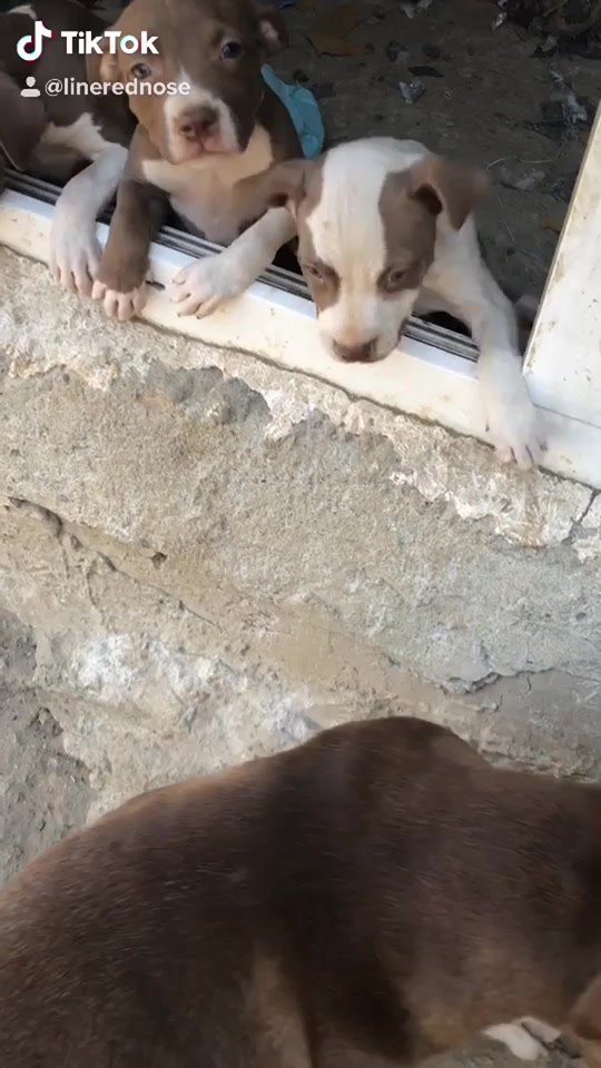 @Linerednose