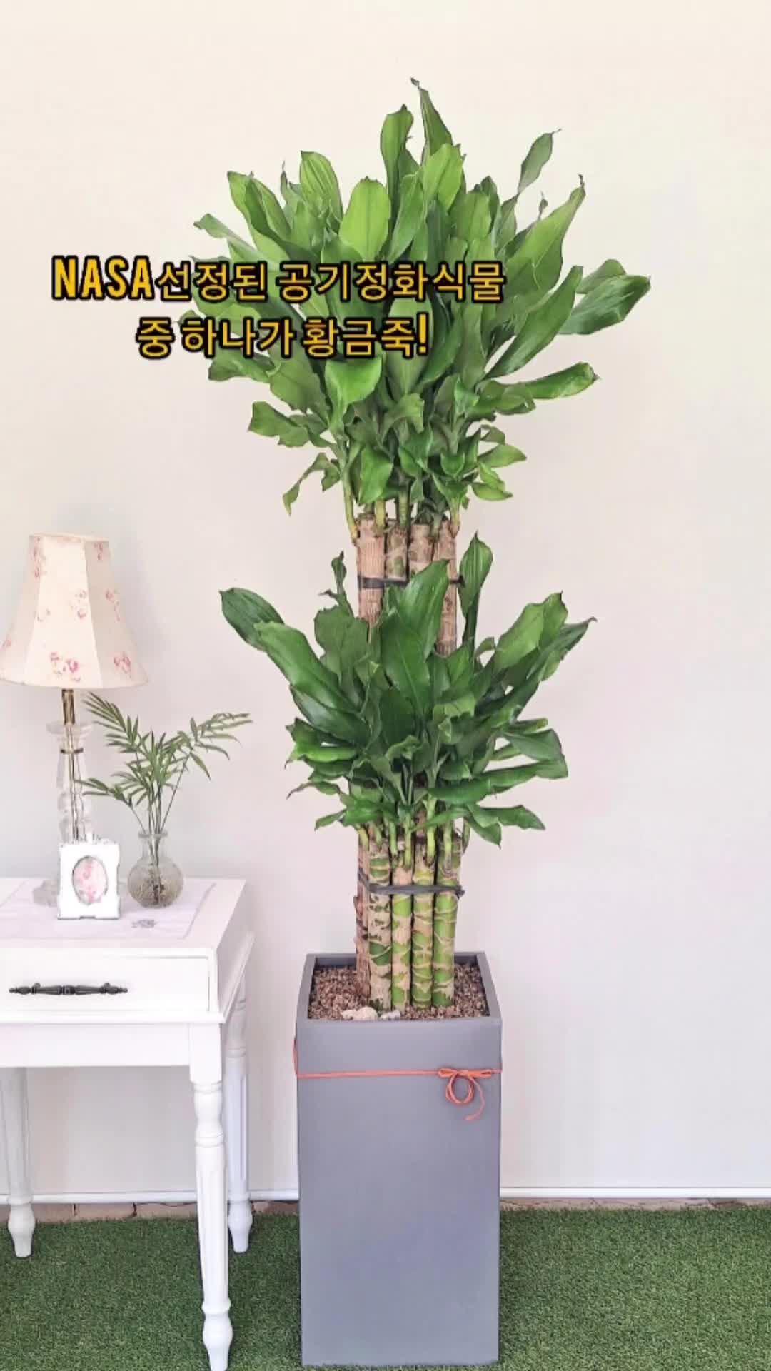 @hayaflower