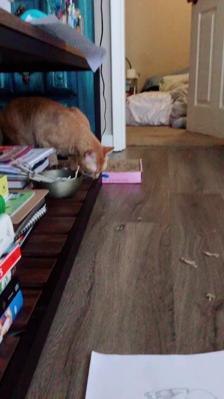 @hop.kittylove