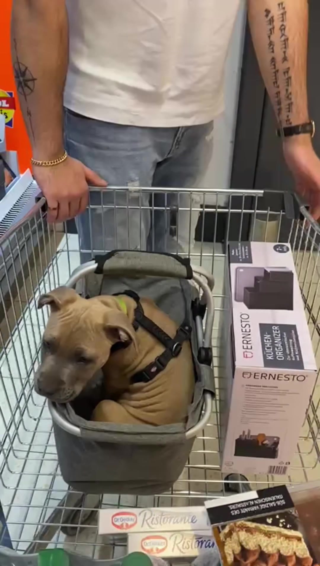 @lifeofpacoo