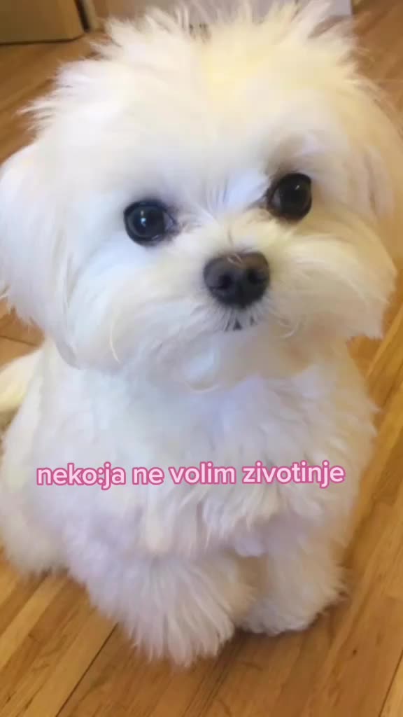 @love animals🥺❤