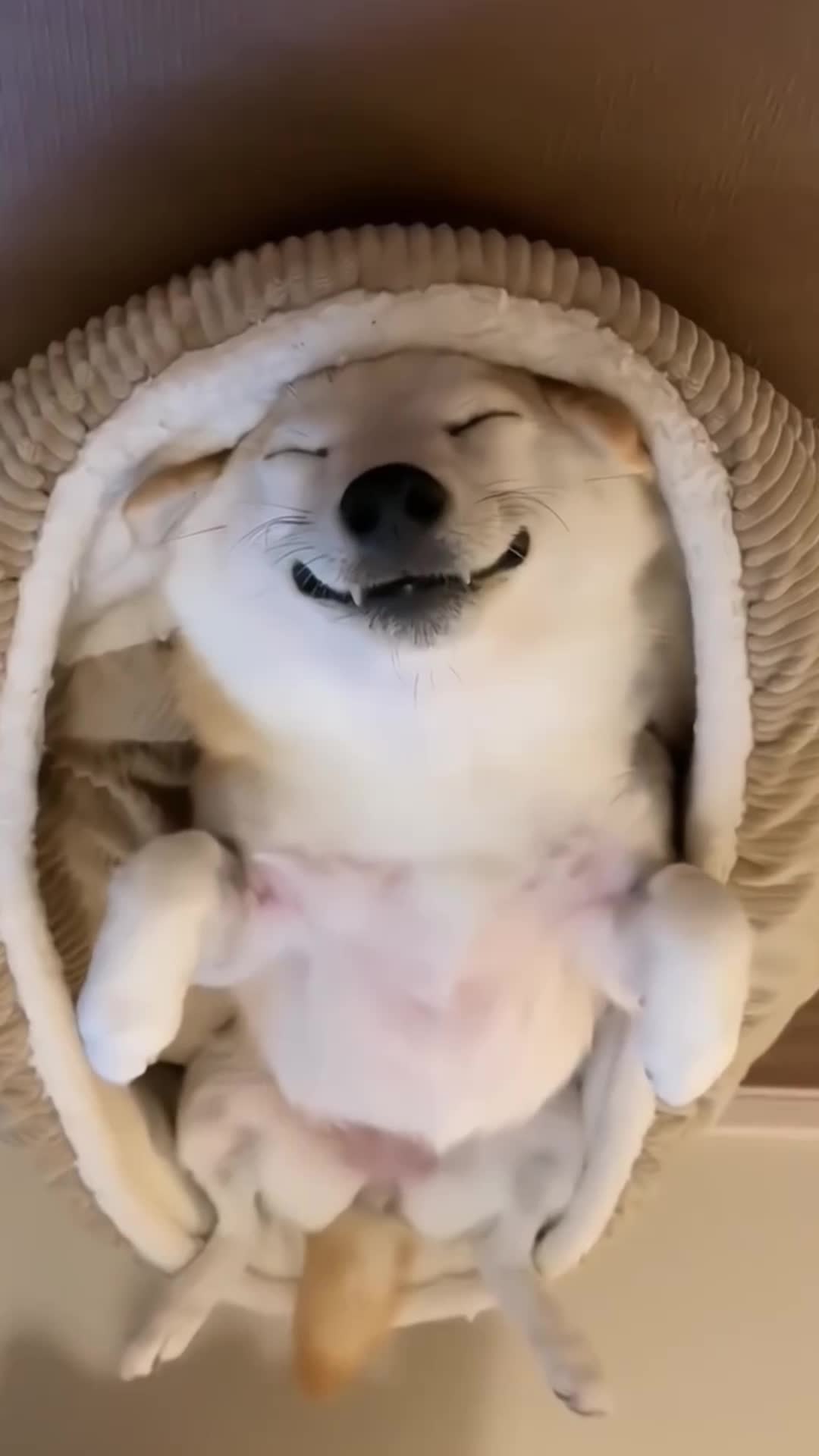@doepetsupplies