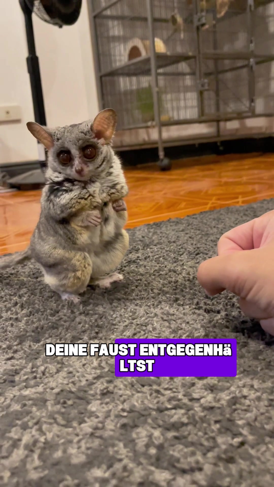 @Tierheim