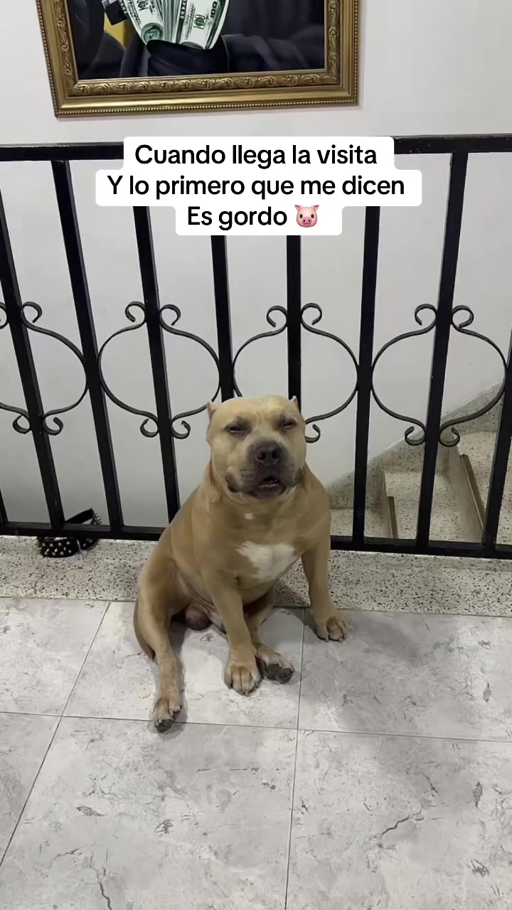 @Vikingo606