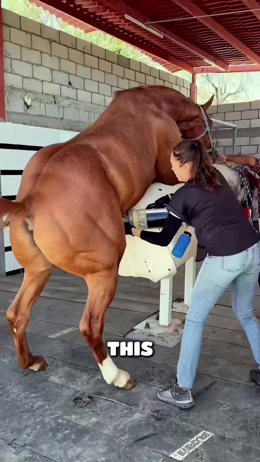 @HorseMaster