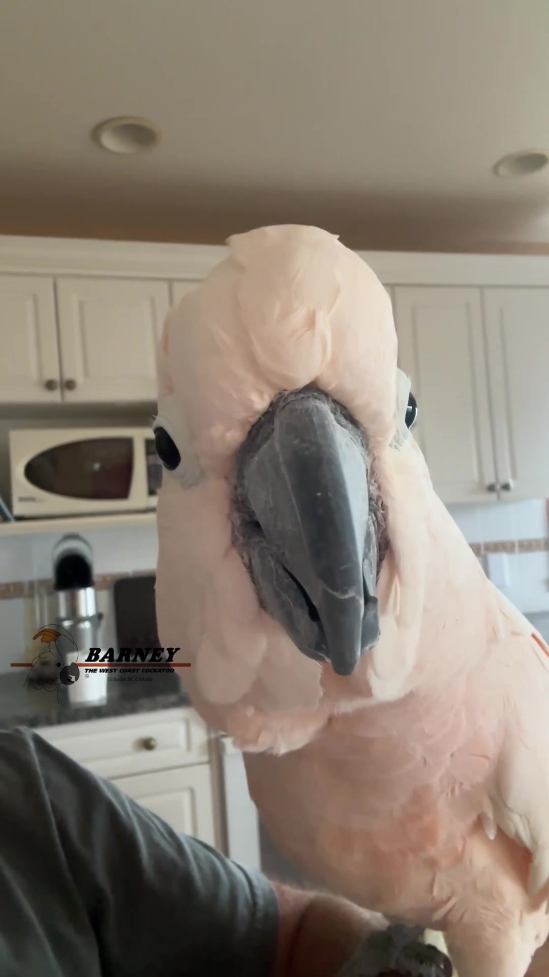 @Barney the West Coast Cockatoo