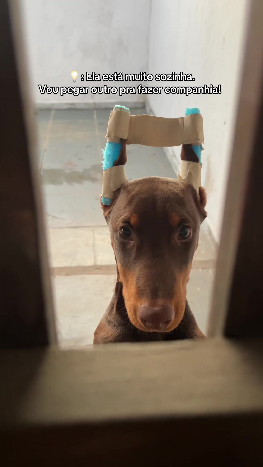 @Ravena e Venom, os Dobermans