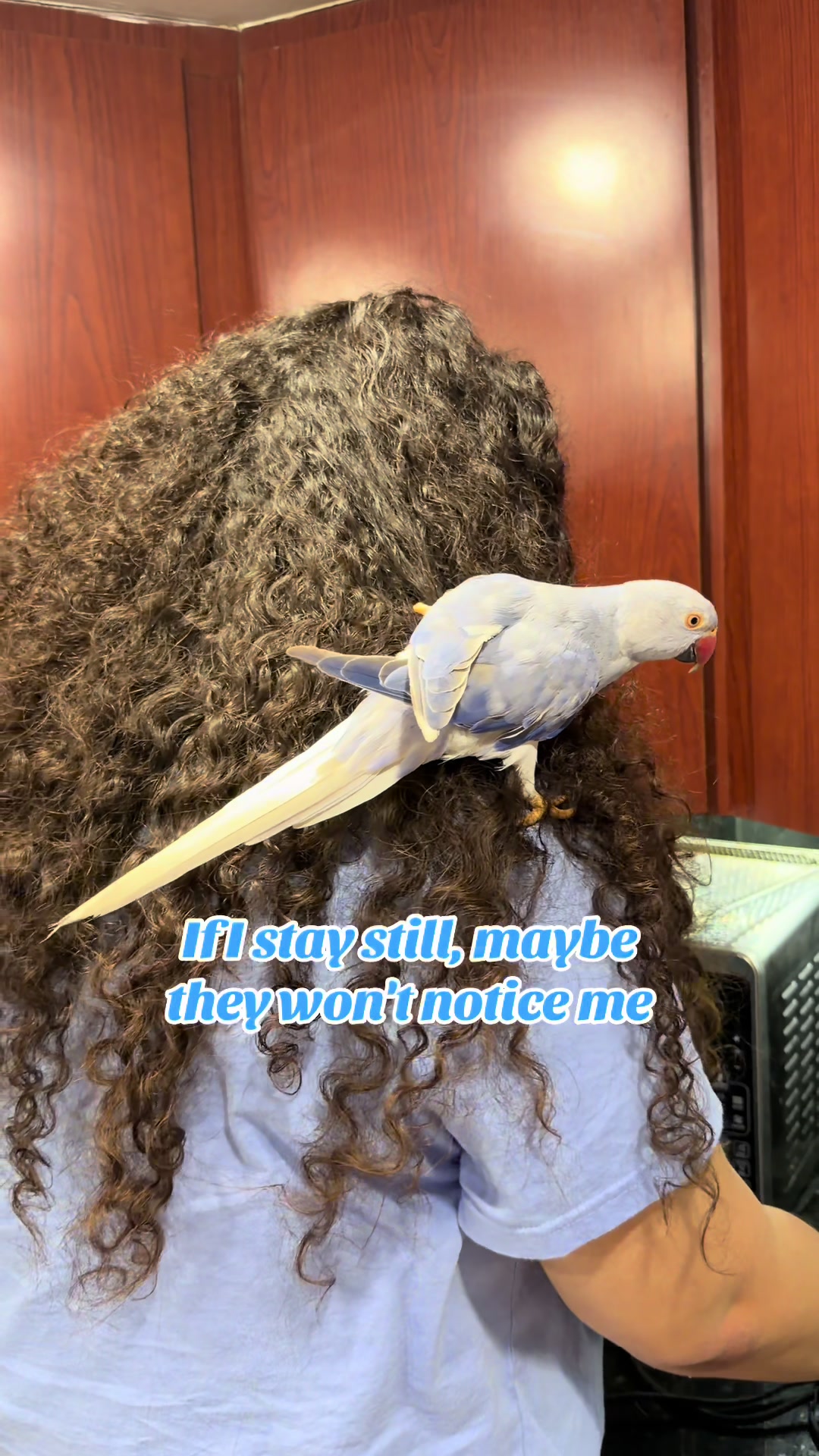 @Yamy levy