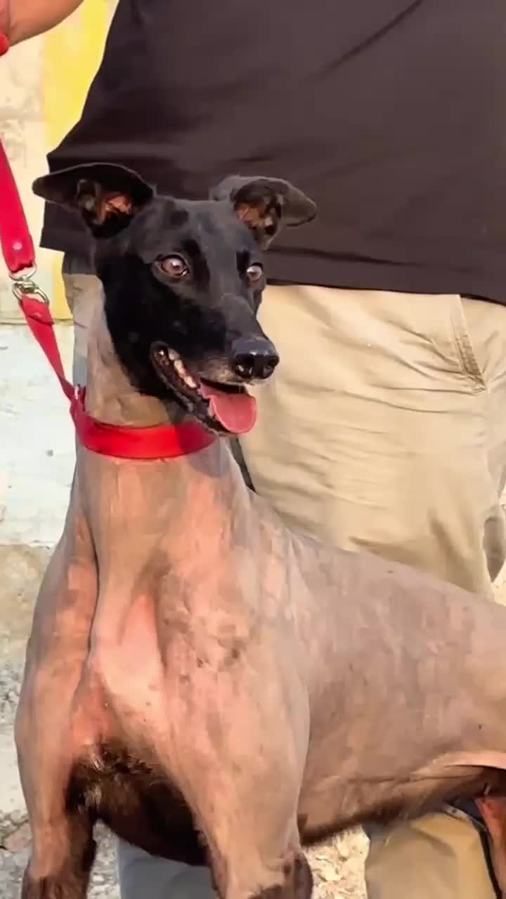 @Gₕₐₗₑₘ_Mₒₙₐcₒ🇪🇸🇪🇸