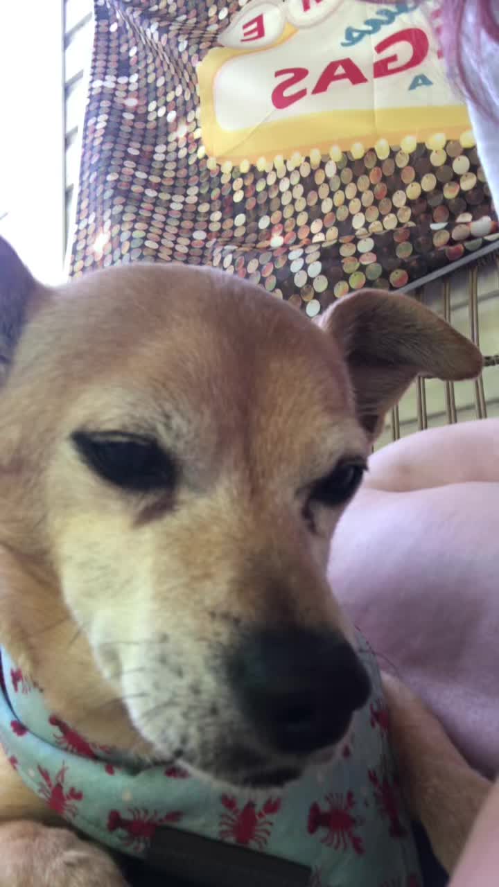 @roadchipc00kie