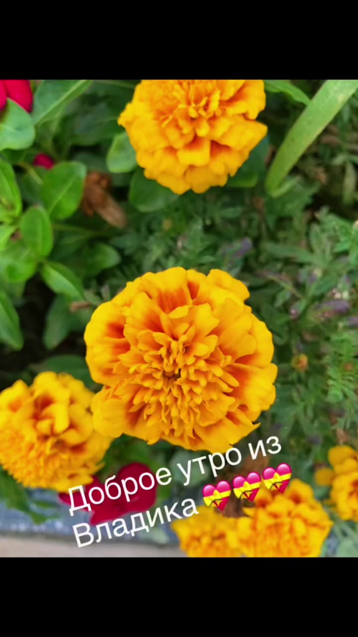 @tantan220757