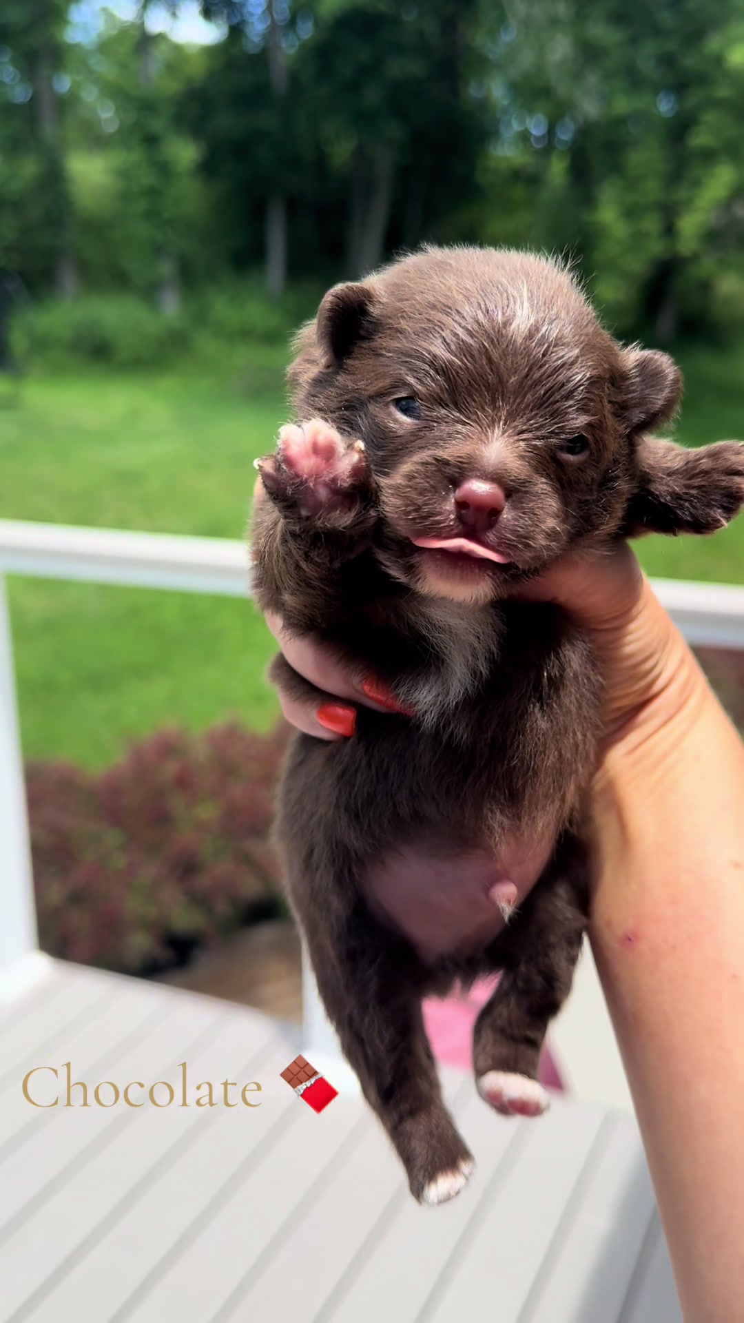 @Fingerlakes Pomeranians