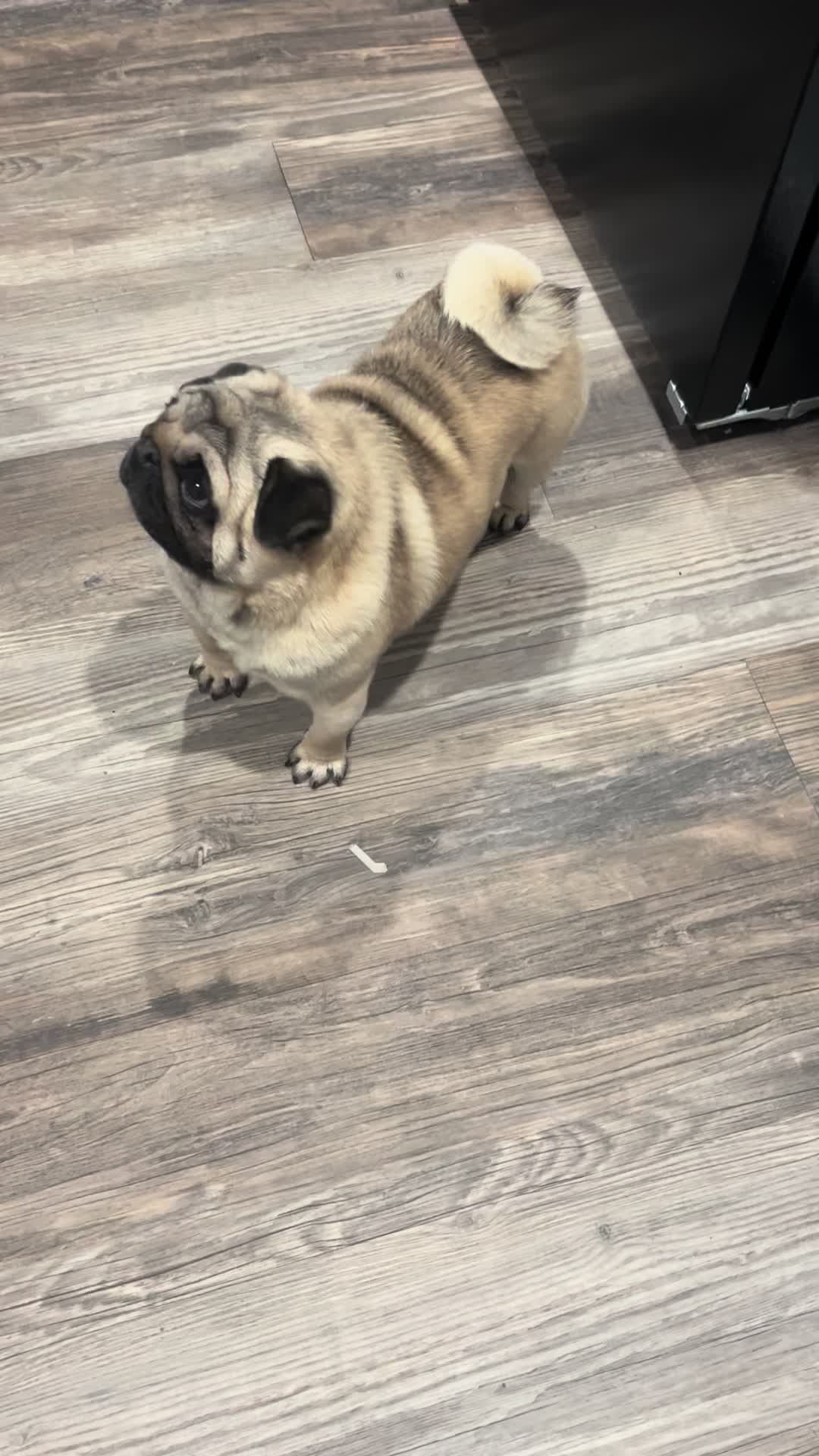 @Rocki the Pug ๐ถ