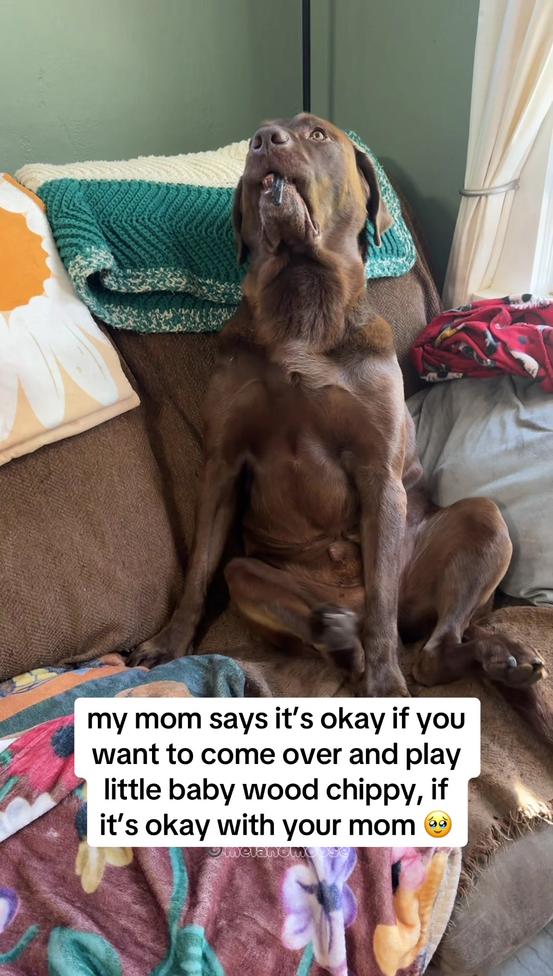 @Mel & Moose 🤎🐾
