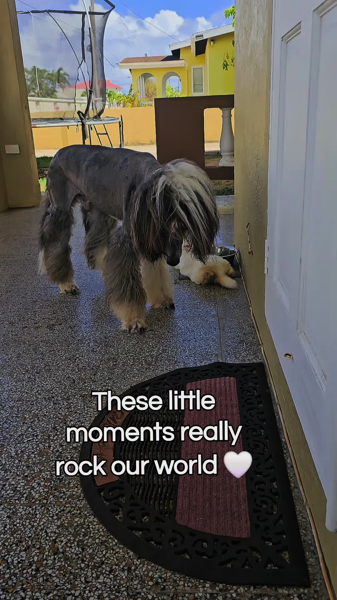 @MixedPetCollective