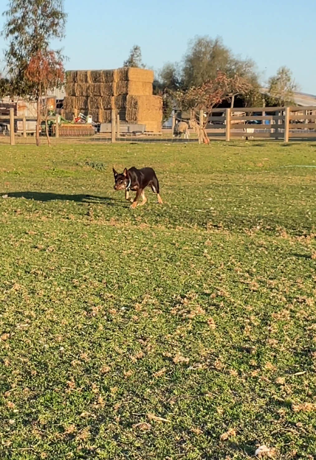 @SouthernDreamin Kelpie stud