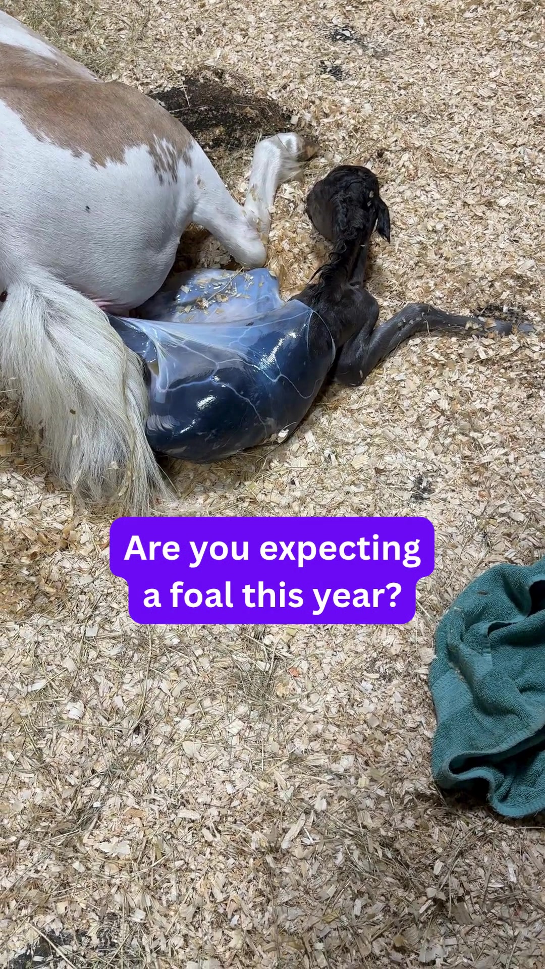 @Dr.Nicole-VetMed