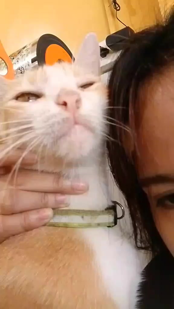 @sny meow🐈