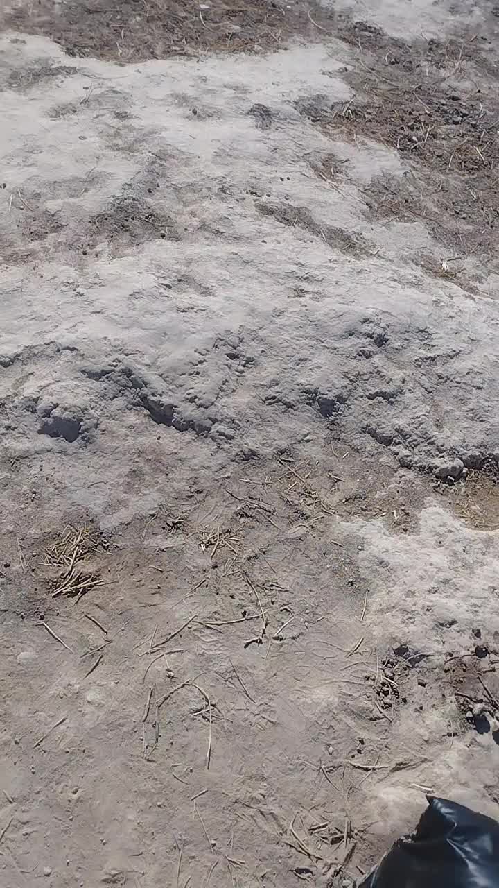 @قومندان(/شعیب/)