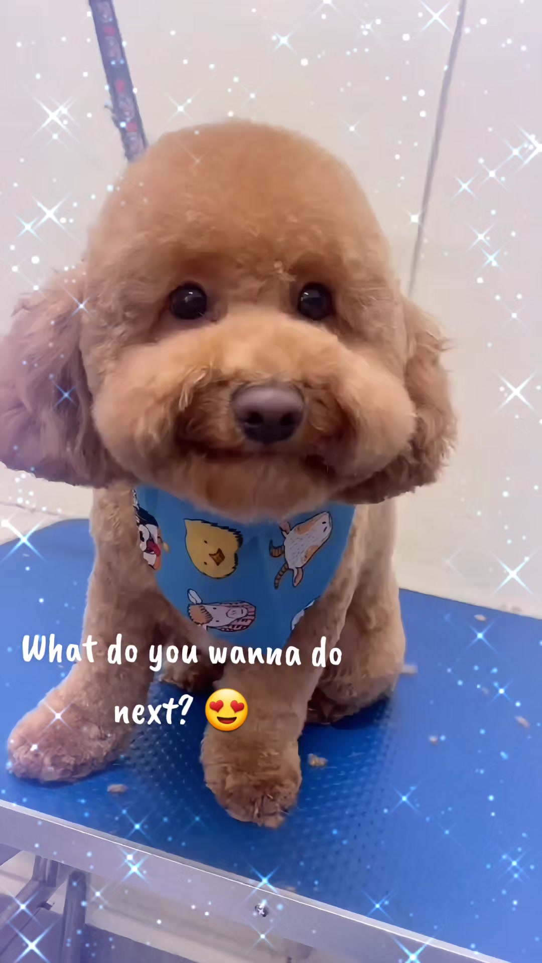 @Maru Maru Pet Services