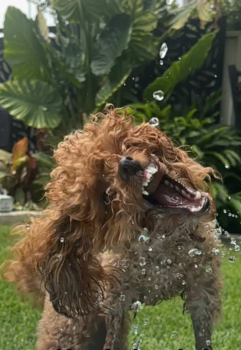 @peppermytoypoodle