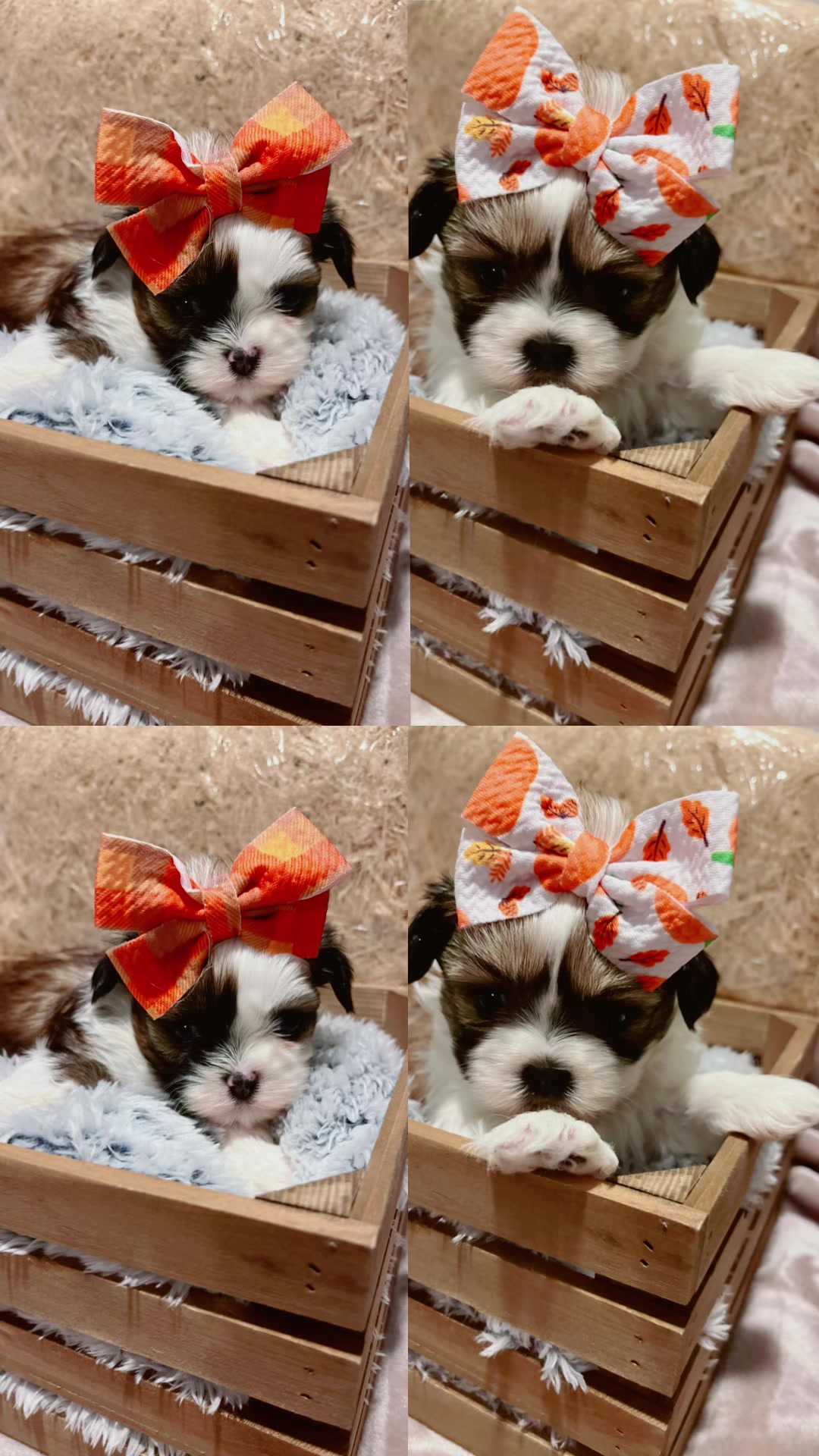 @shihtzulions