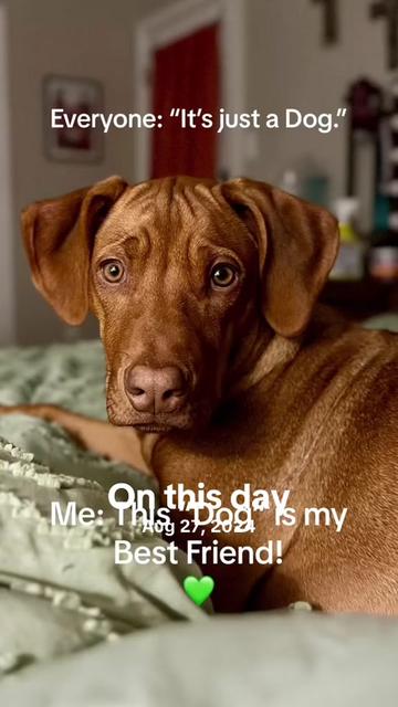 @Rhinestones & Ridgebacks 💎🐾