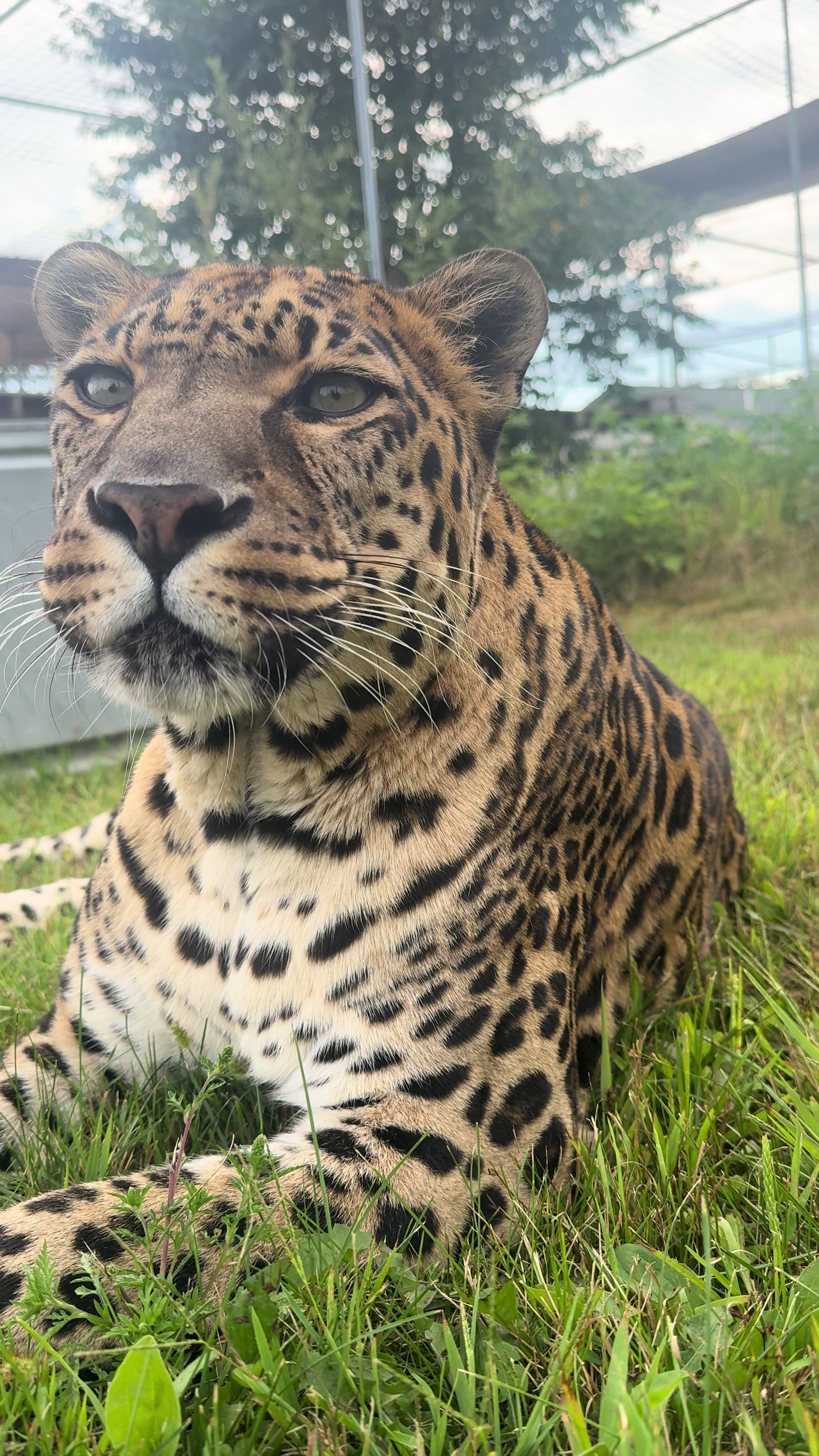@The Wildcat Sanctuary