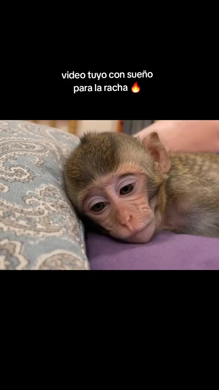 @RabPesito 🔥