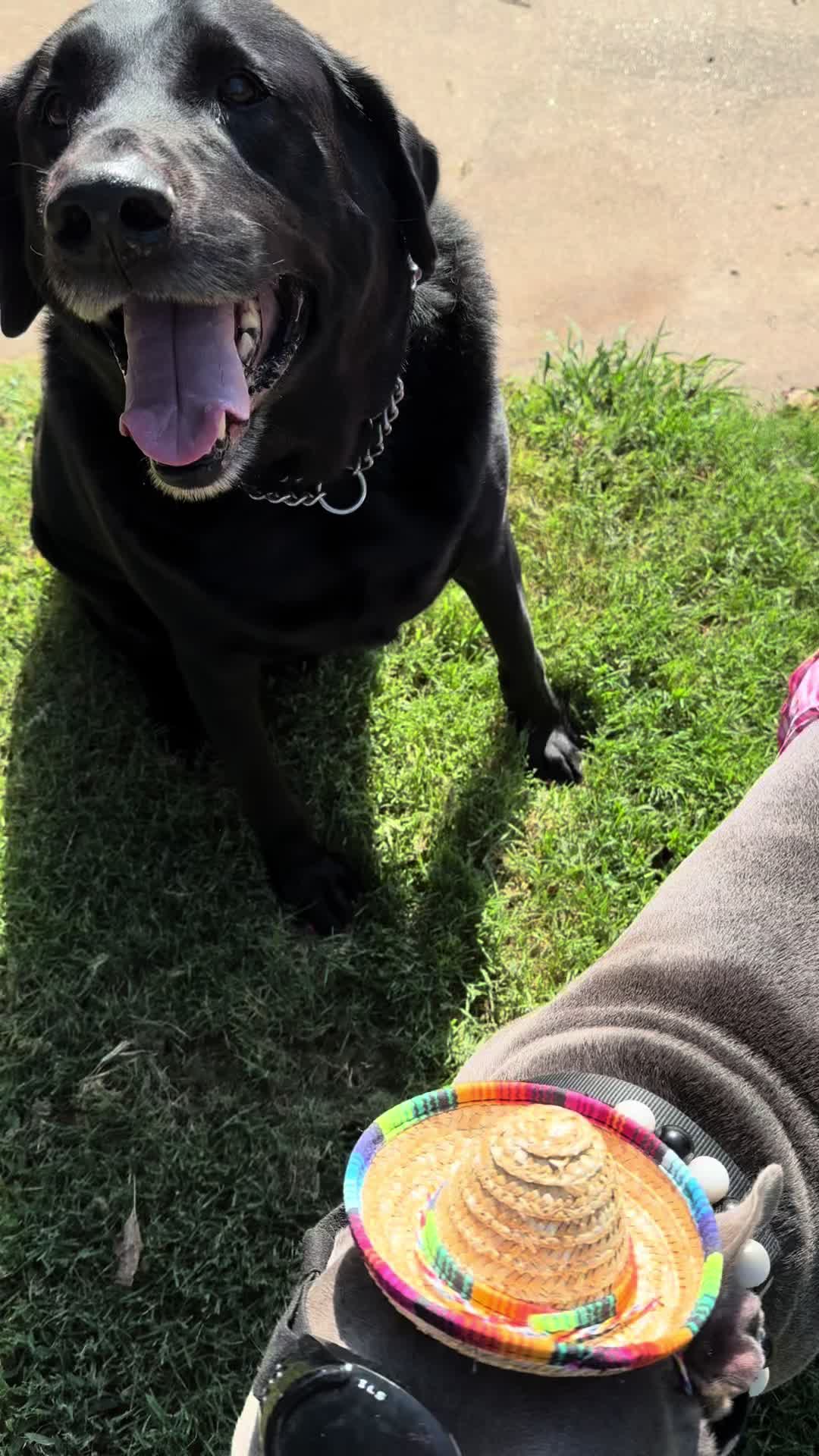 @houseofhounds24