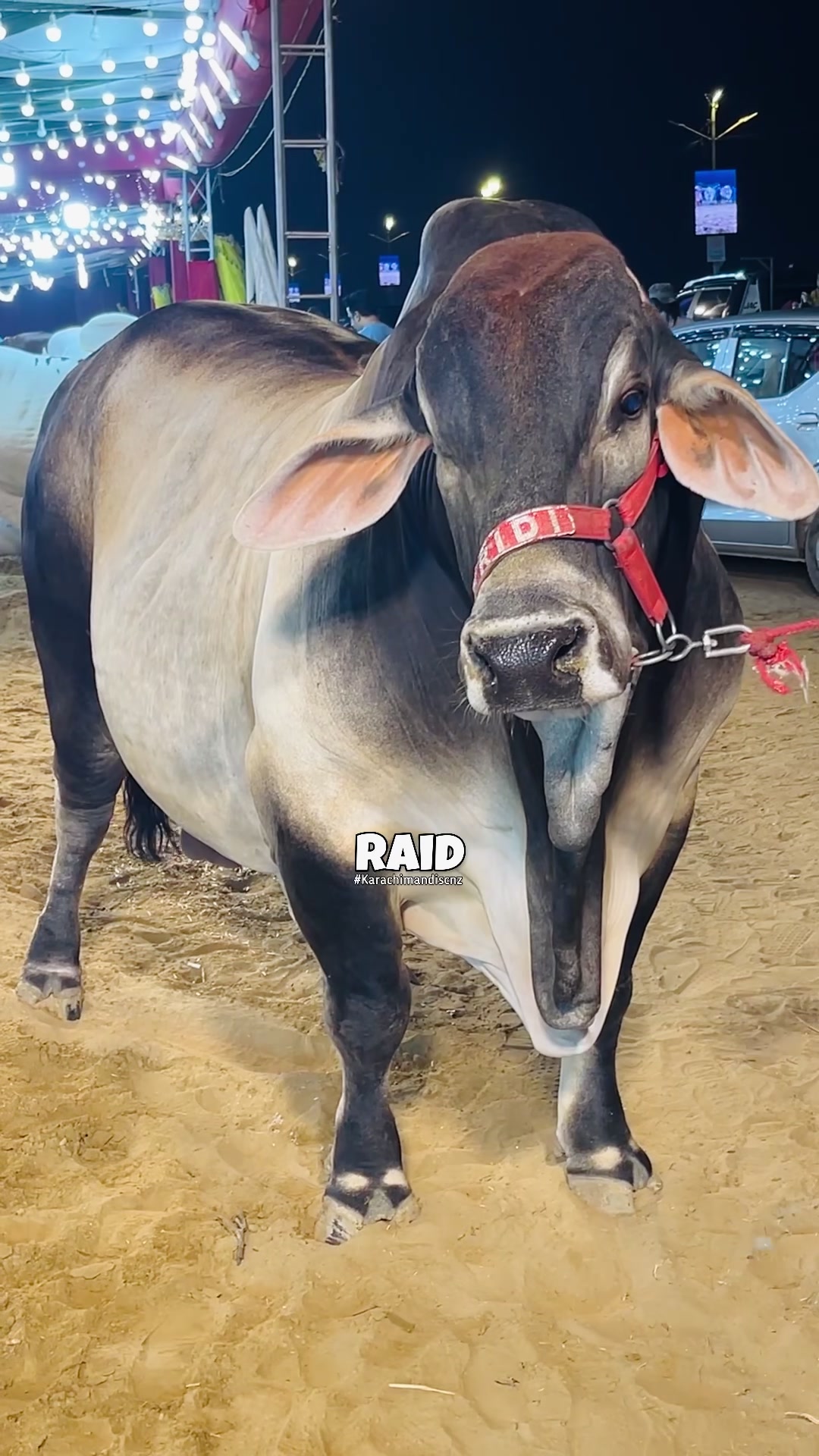 @Raid by Karachi Mandi Scnz
