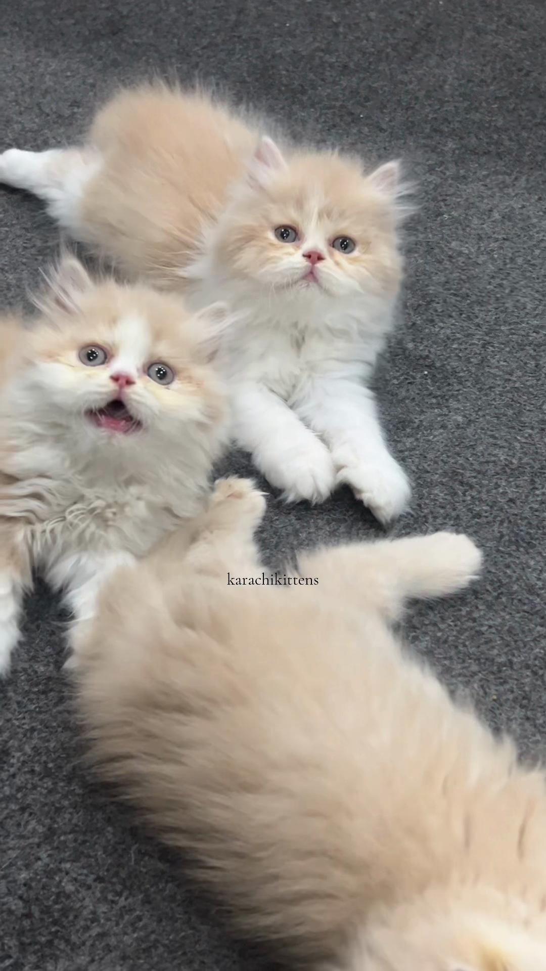 @karachikittens